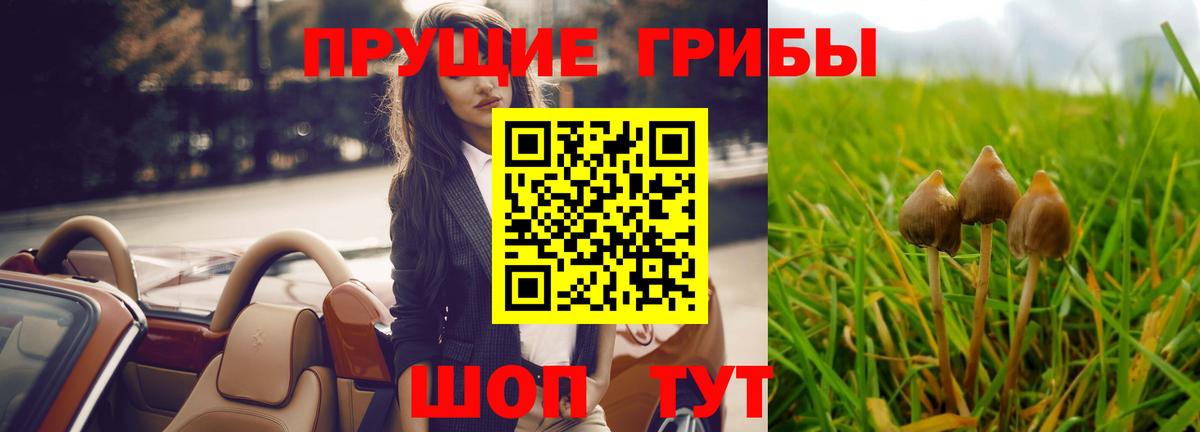 Псилоцибиновые грибы GOLDEN TEACHER  Долгопрудный 